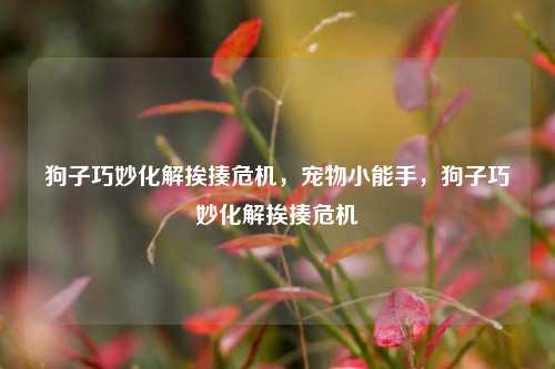 狗子巧妙化解挨揍危机，宠物小能手，狗子巧妙化解挨揍危机