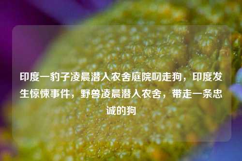 印度一豹子凌晨潜入农舍庭院叼走狗，印度发生惊悚事件，野兽凌晨潜入农舍，带走一条忠诚的狗
