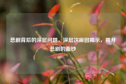 悲剧背后的深层问题，深层次原因揭示，揭开悲剧的面纱