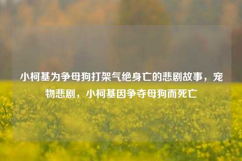 小柯基为争母狗打架气绝身亡的悲剧故事，宠物悲剧，小柯基因争夺母狗而死亡