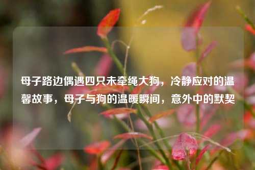 母子路边偶遇四只未牵绳大狗，冷静应对的温馨故事，母子与狗的温暖瞬间，意外中的默契