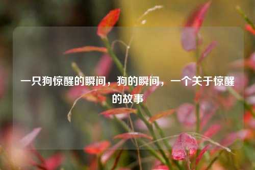 一只狗惊醒的瞬间，狗的瞬间，一个关于惊醒的故事