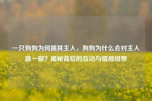 一只狗狗为何踹其主人，狗狗为什么会对主人踢一脚？揭秘背后的互动与情感纽带