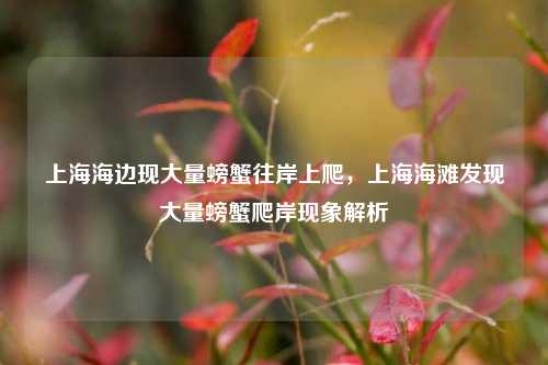 上海海边现大量螃蟹往岸上爬，上海海滩发现大量螃蟹爬岸现象解析