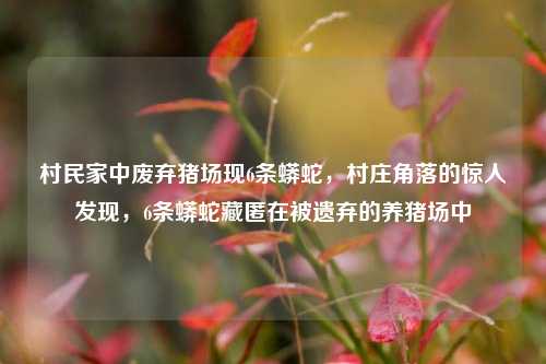 村民家中废弃猪场现6条蟒蛇，村庄角落的惊人发现，6条蟒蛇藏匿在被遗弃的养猪场中