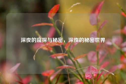 深夜的窥探与秘密，深夜的秘密世界