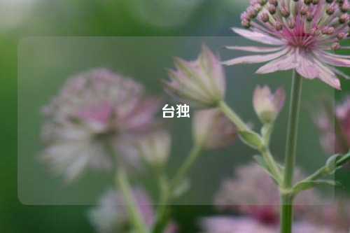 台独
