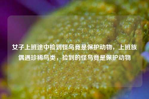 女子上班途中捡到怪鸟竟是保护动物，上班族偶遇珍稀鸟类，捡到的怪鸟竟是保护动物